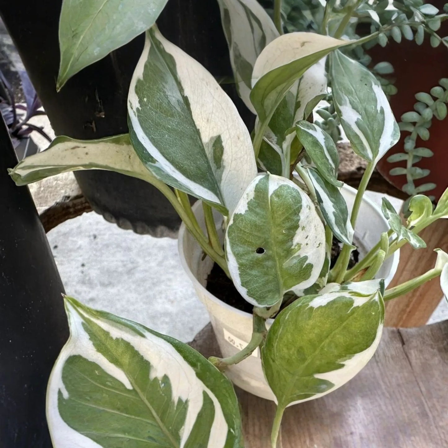 N'Joy Pothos Unrooted Cuttings - 3 Live Variegated Houseplant Cuttings for Indoor or Outdoor Growth