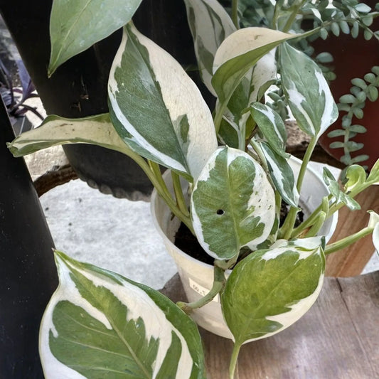 N'Joy Pothos Unrooted Cuttings - 3 Live Variegated Houseplant Cuttings for Indoor or Outdoor Growth