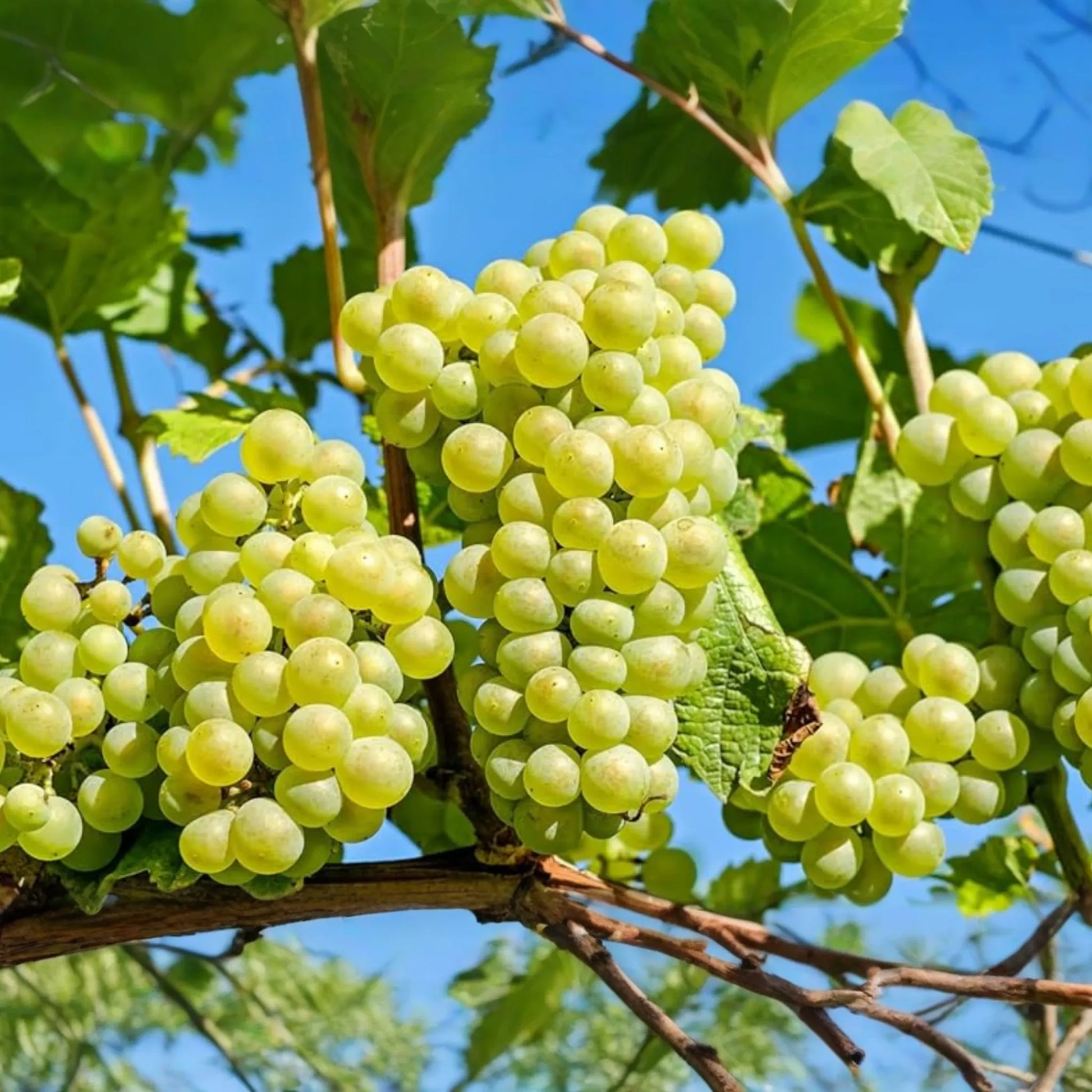 Green Grape Tree Cutting Vine with Pot - Live Sweet Seedless Small Fruit Plant, Perfect for Outdoor Gardens
