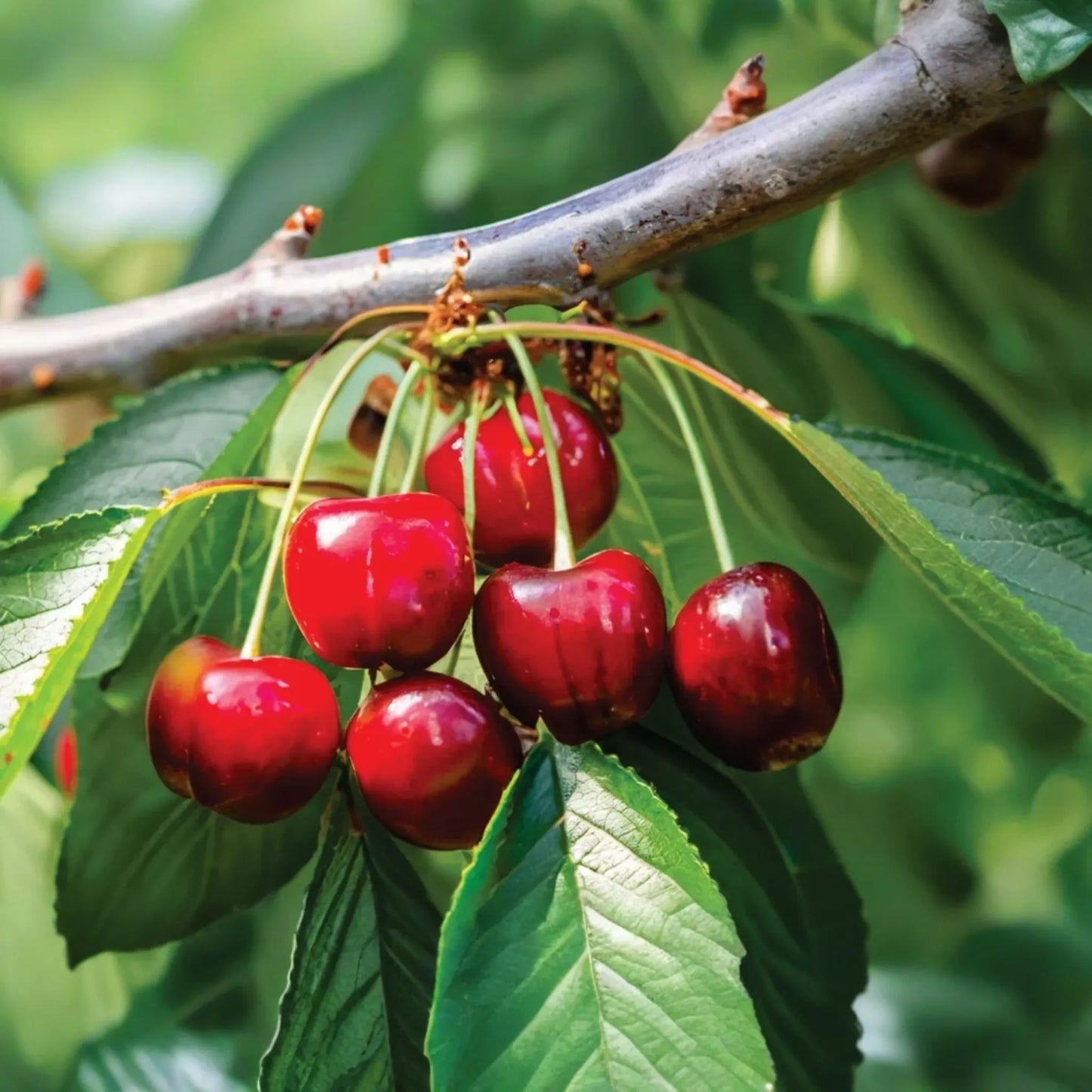6 Bing Sweet Cherry (Prunus avium) Hardwood Scion Wood Cuttings - Organic, No Roots, Ideal for Grafting, Zones 5-8