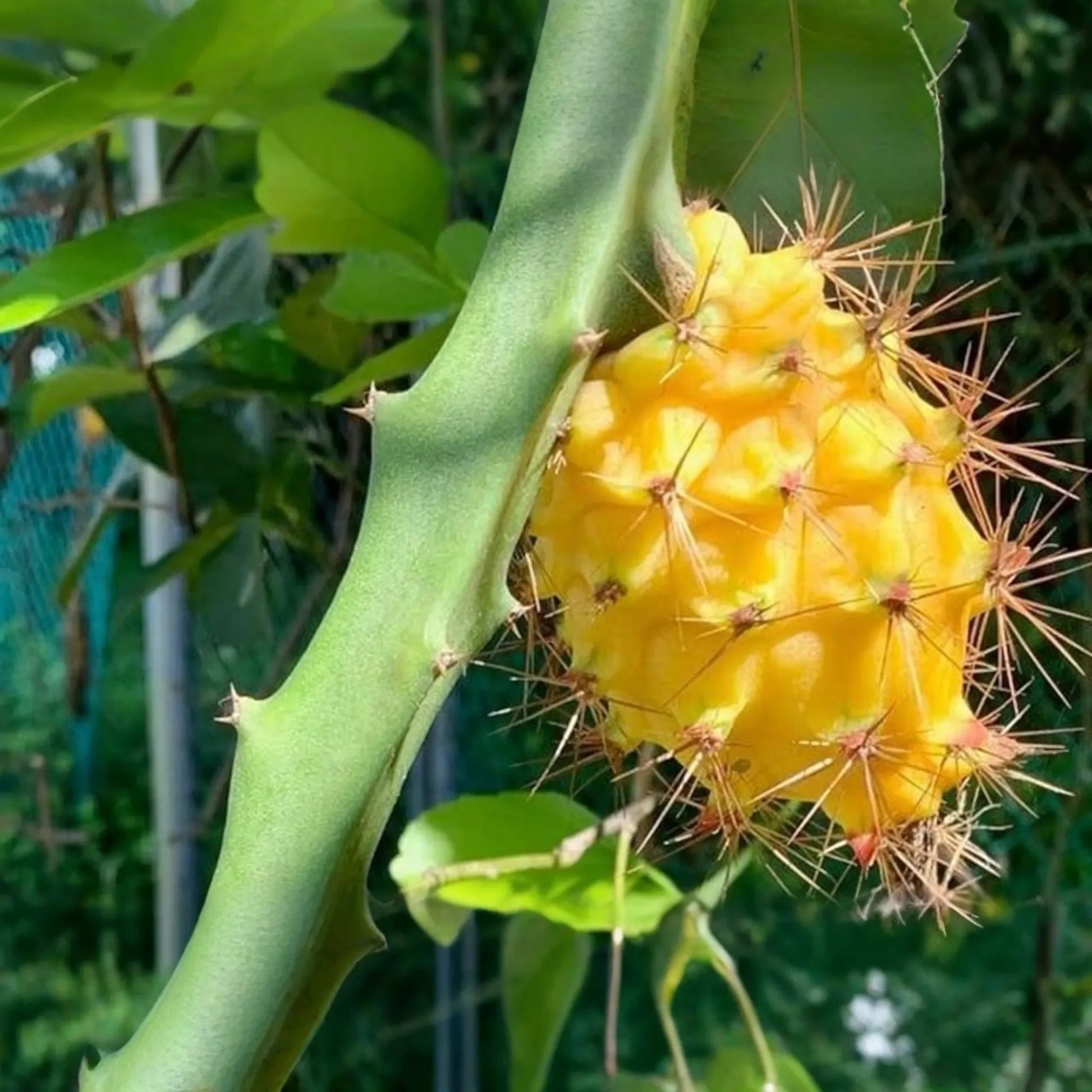 2 Yellow Dragon Fruit Fresh Cuttings (6") - Sweet Tropical Live Plant, Easy to Grow, Ready to Plant - Cactus for Outdoor Gardens
