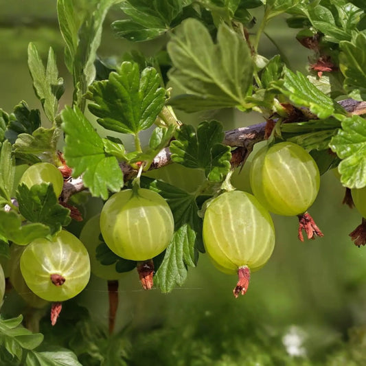 Gooseberry "Pixwell" - 6 Organic Hardwood Cuttings (Scion Wood) 6-9" - Easy Care, Tart Pink Berries, Ideal for Edible Landscaping