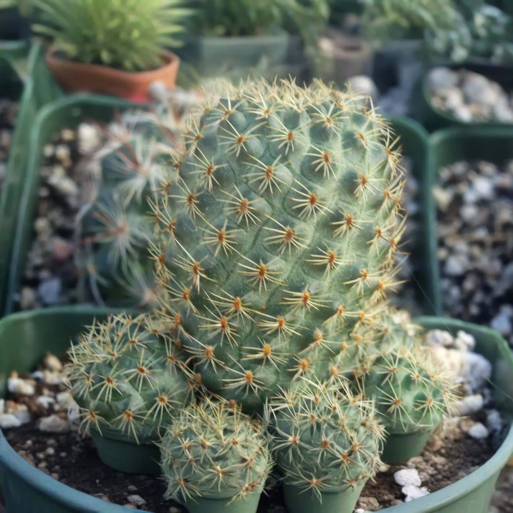 Live "Roadkill" Cactus Plant Cutting - Unique Cactus Cutting for Indoor & Outdoor Growth, Easy to Care For