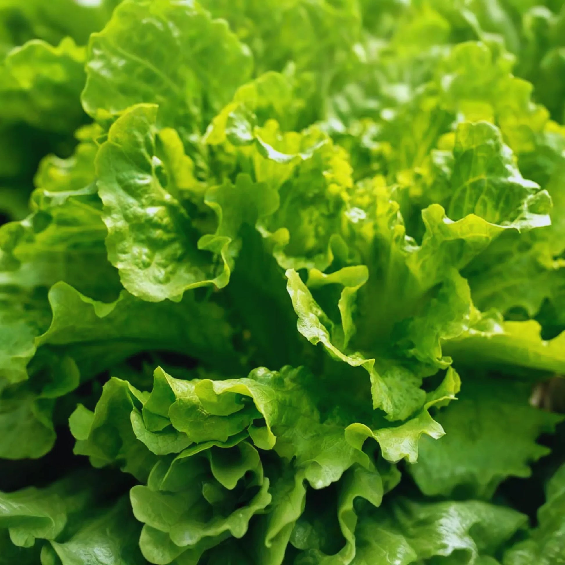 Salad Bowl Lettuce Seeds - 2000+ Non-GMO Vegetable Garden Seeds - Ideal for Home Gardening (Lactuca sativa)