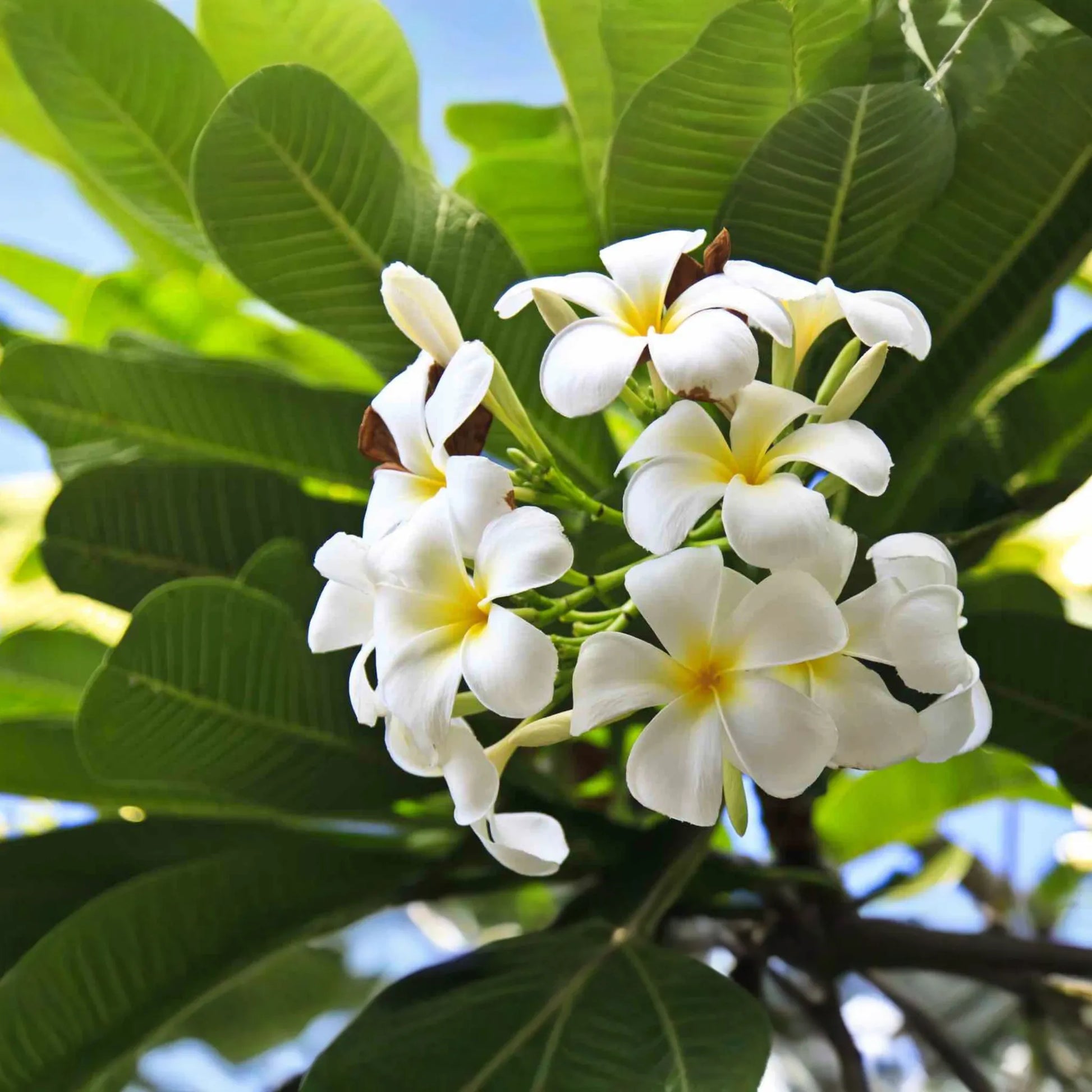 White Plumeria Tree Cutting 6-8" - Fresh Hawaiian Frangipani Plant for Garden & Home