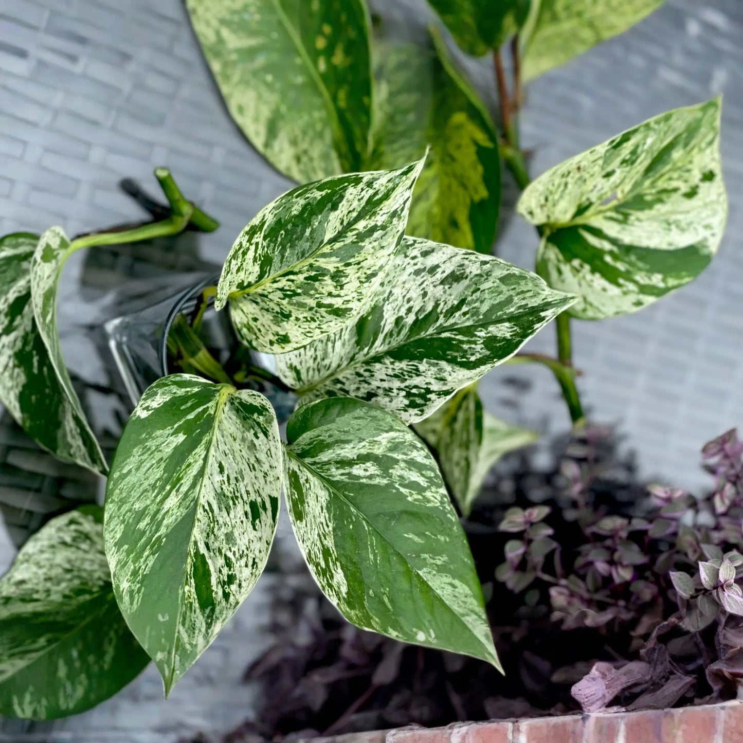 Marble Queen Pothos 5 Node Cutting - Variegated Philodendron Plant, Fresh USA Seller