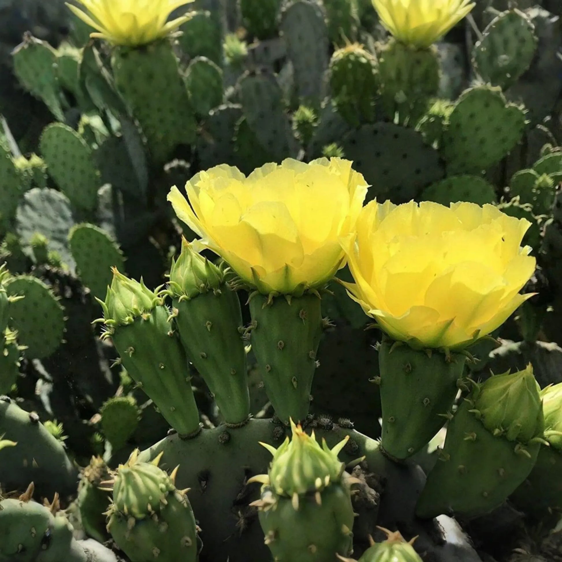 Hardy Opuntia Cacanapa Prickly Pear Cactus | 2 Pads/Cuttings | Winter Resistant, Easy to Grow