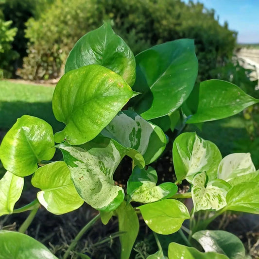 Manjula Pothos Rooted Cutting | Live Houseplant Cutting with Variegated Leaves | Easy Care & Stunning Foliage