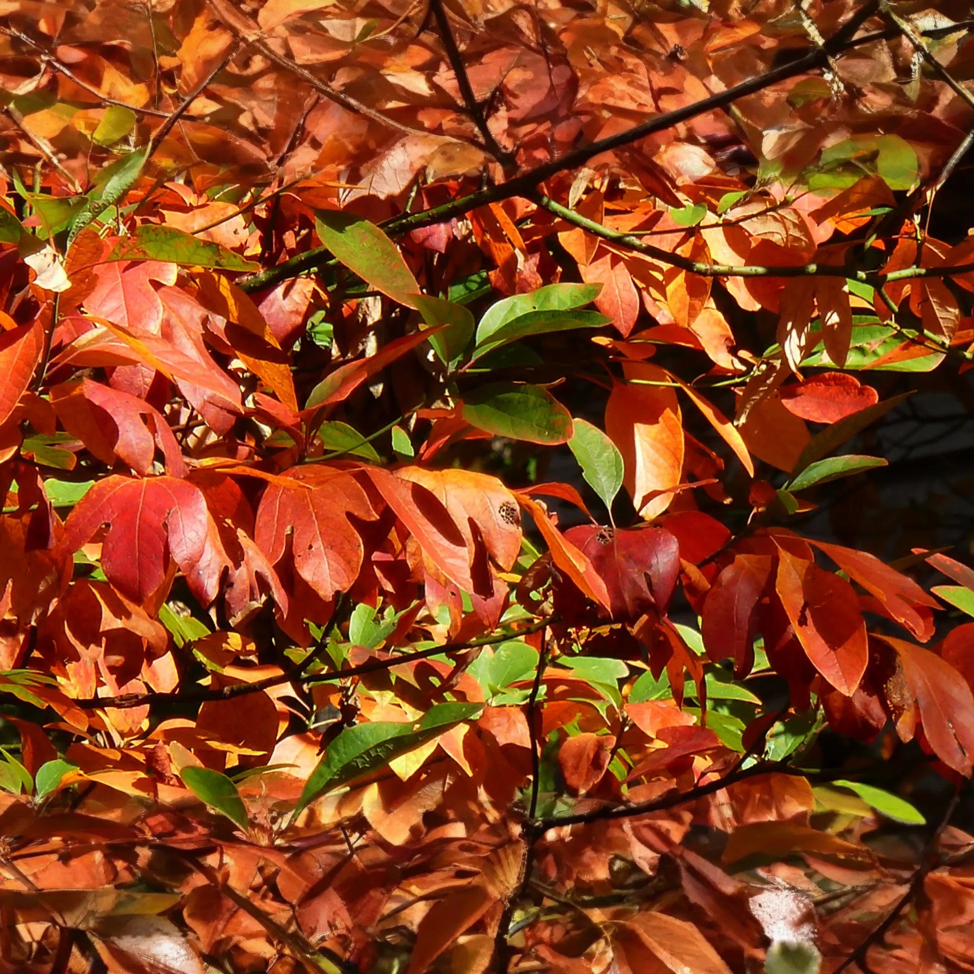 8 Sassafras Cuttings | Grow Your Own Tree | Fast Delivery, Easy Rooting, Beautiful Fall Colors
