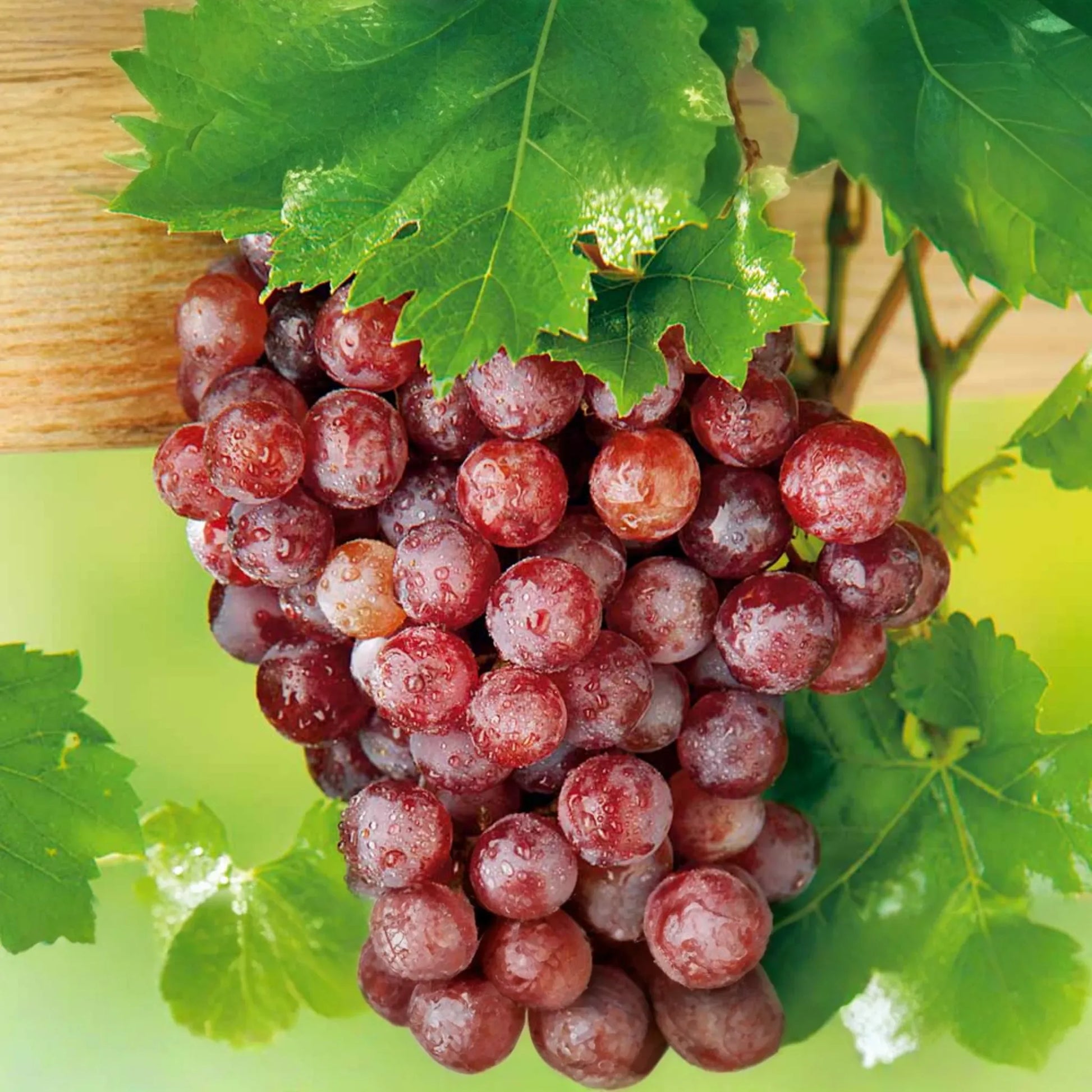 12 Thompson Seedless Grapevine Cuttings | Fresh & Rootable | Edible, Cold and Drought Resistant | Fast Growing Vines