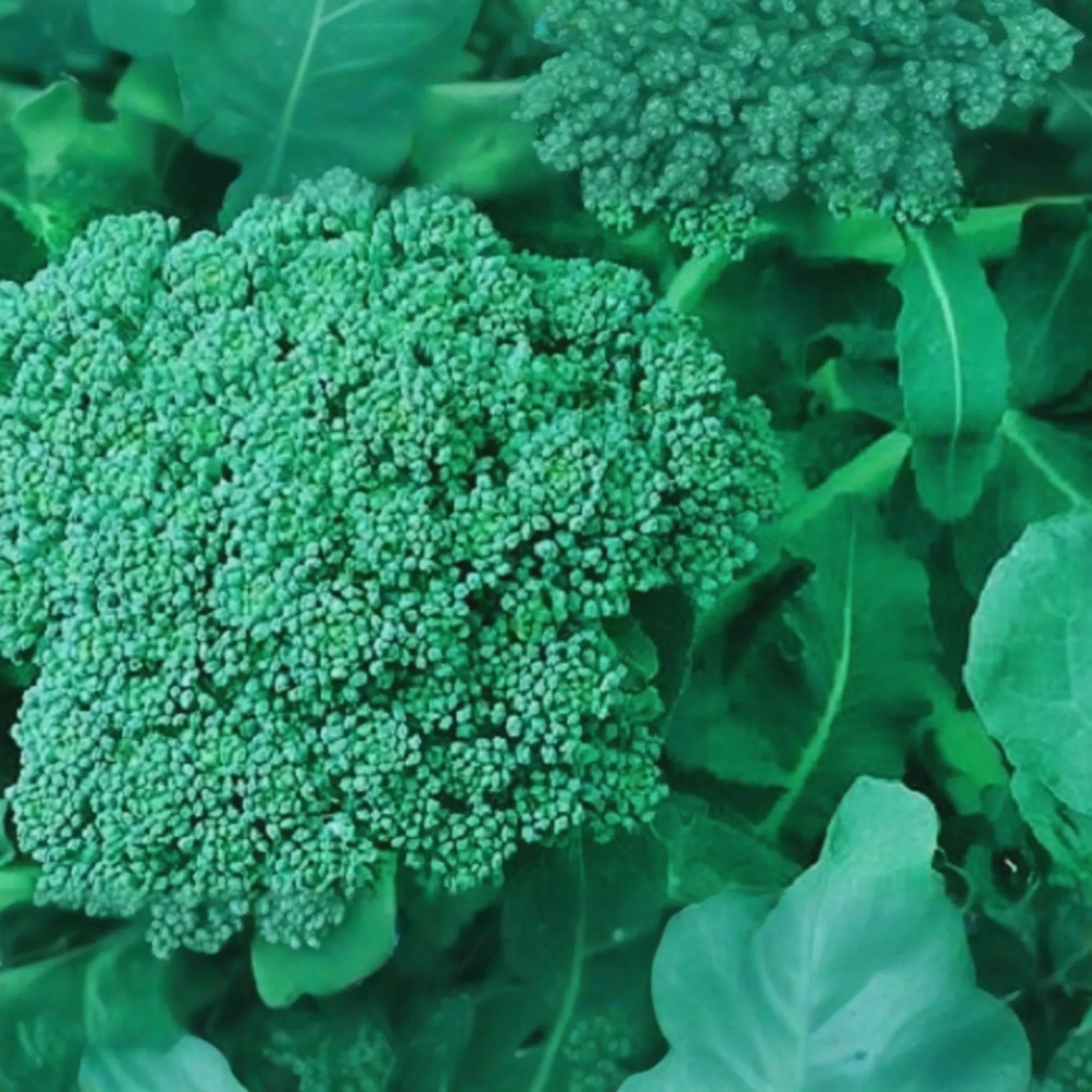 Broccoli Seeds for Sprouting - Non-GMO Fresh Sprouting Seeds - Brassica oleracea