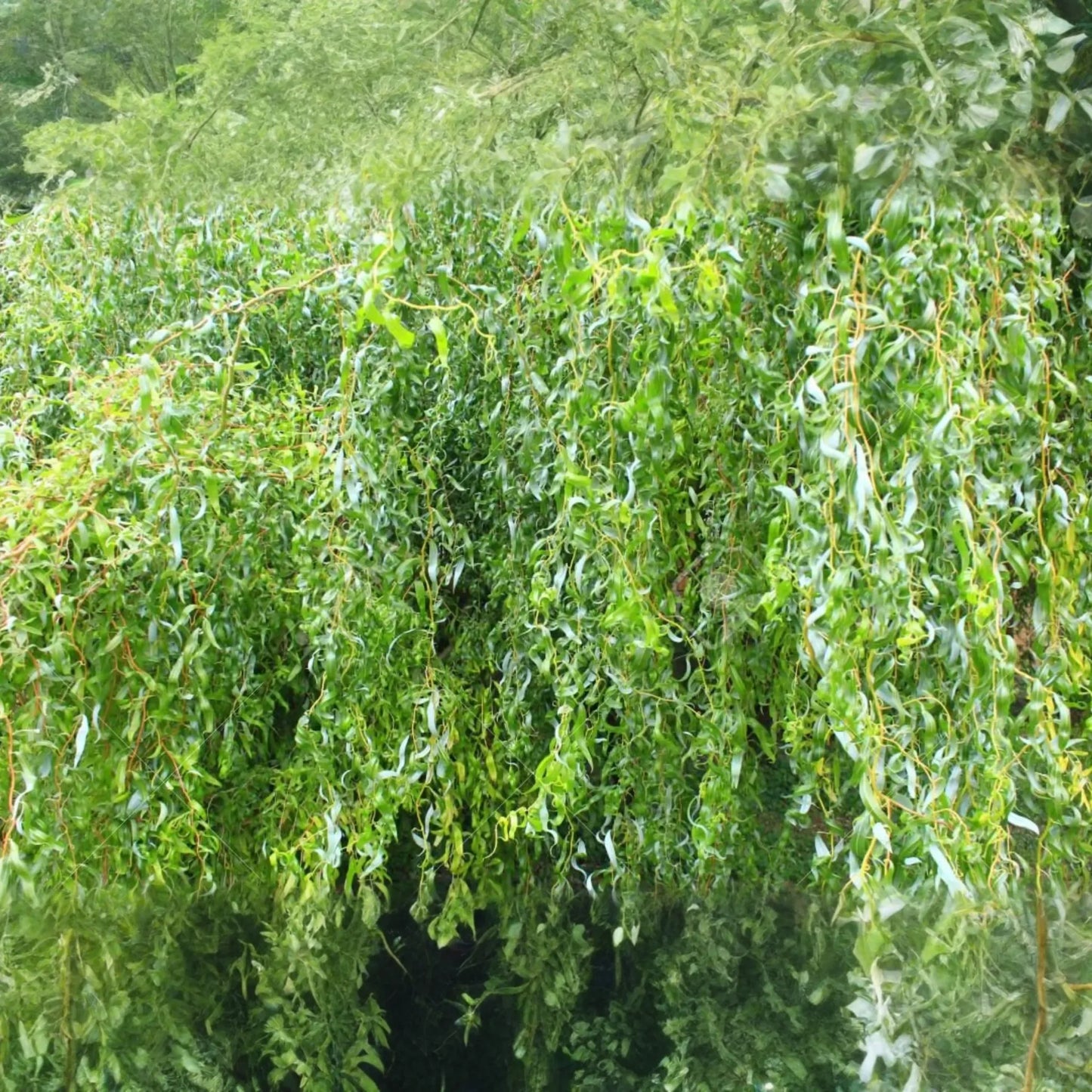 Rare Golden Curls Willow Tree Cutting | Live Dwarf Gold Dragon Claw Plant | Fast Growing Bonsai | Hardy Zones 3-10