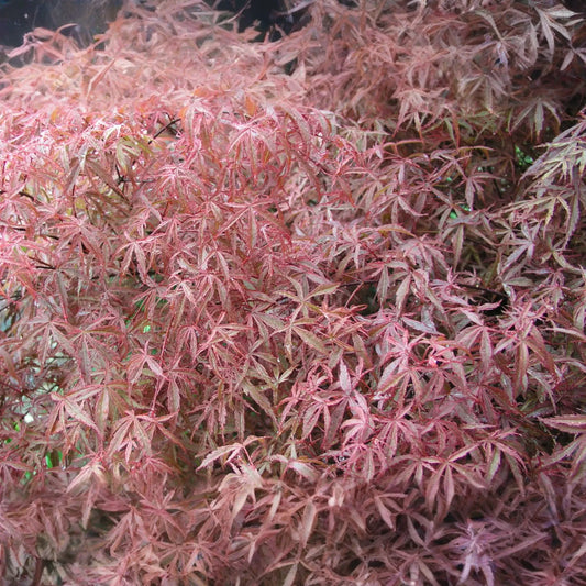 Japanese Maple Kotohime Cutting for Bonsai | Acer Var. Outdoor Hardy in Zone 8a | Ideal for Miniature Tree Styling