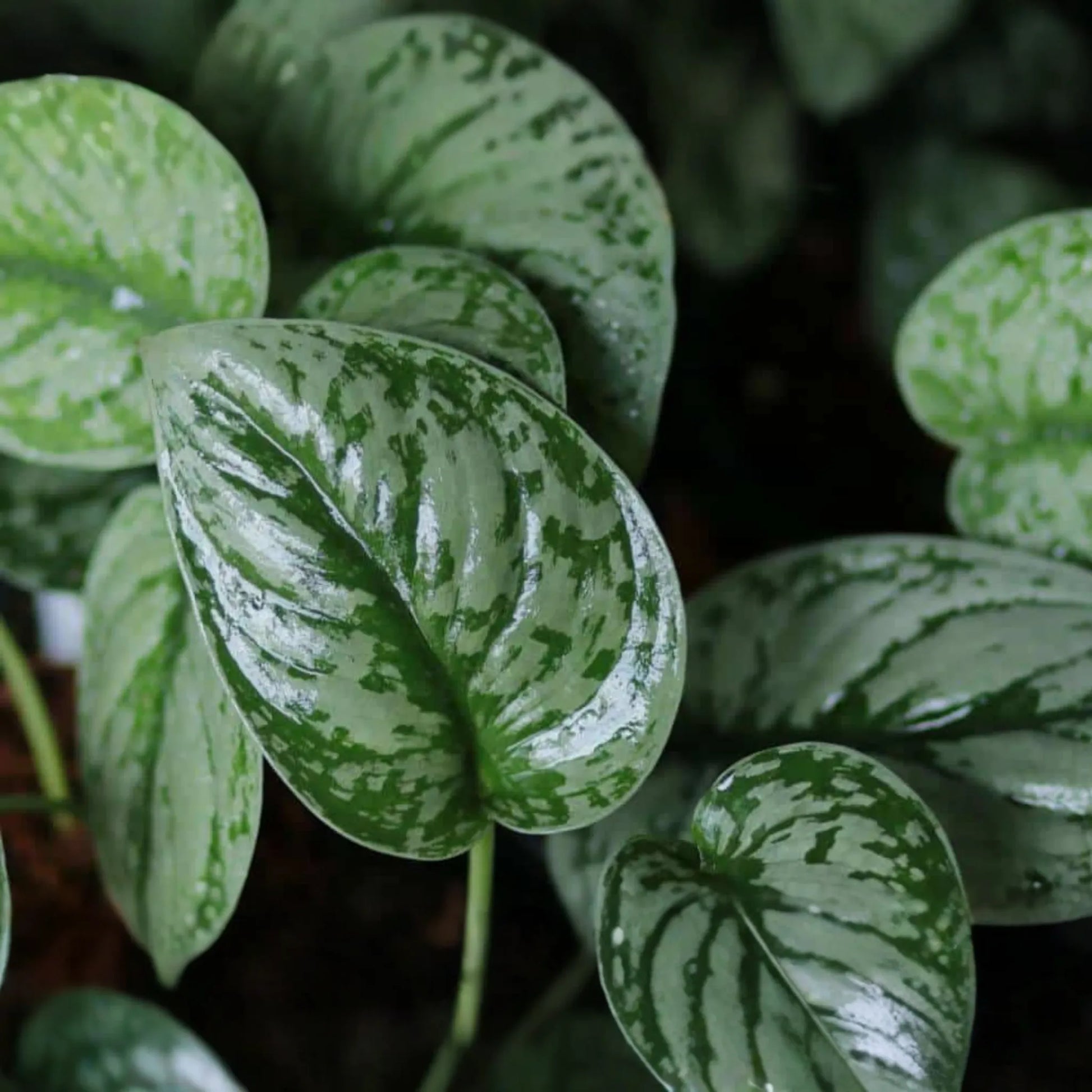 Silver Satin Pothos Cutting | Scindapsus Pictus Houseplant | 2-Node Fresh Cutting for Easy Propagation