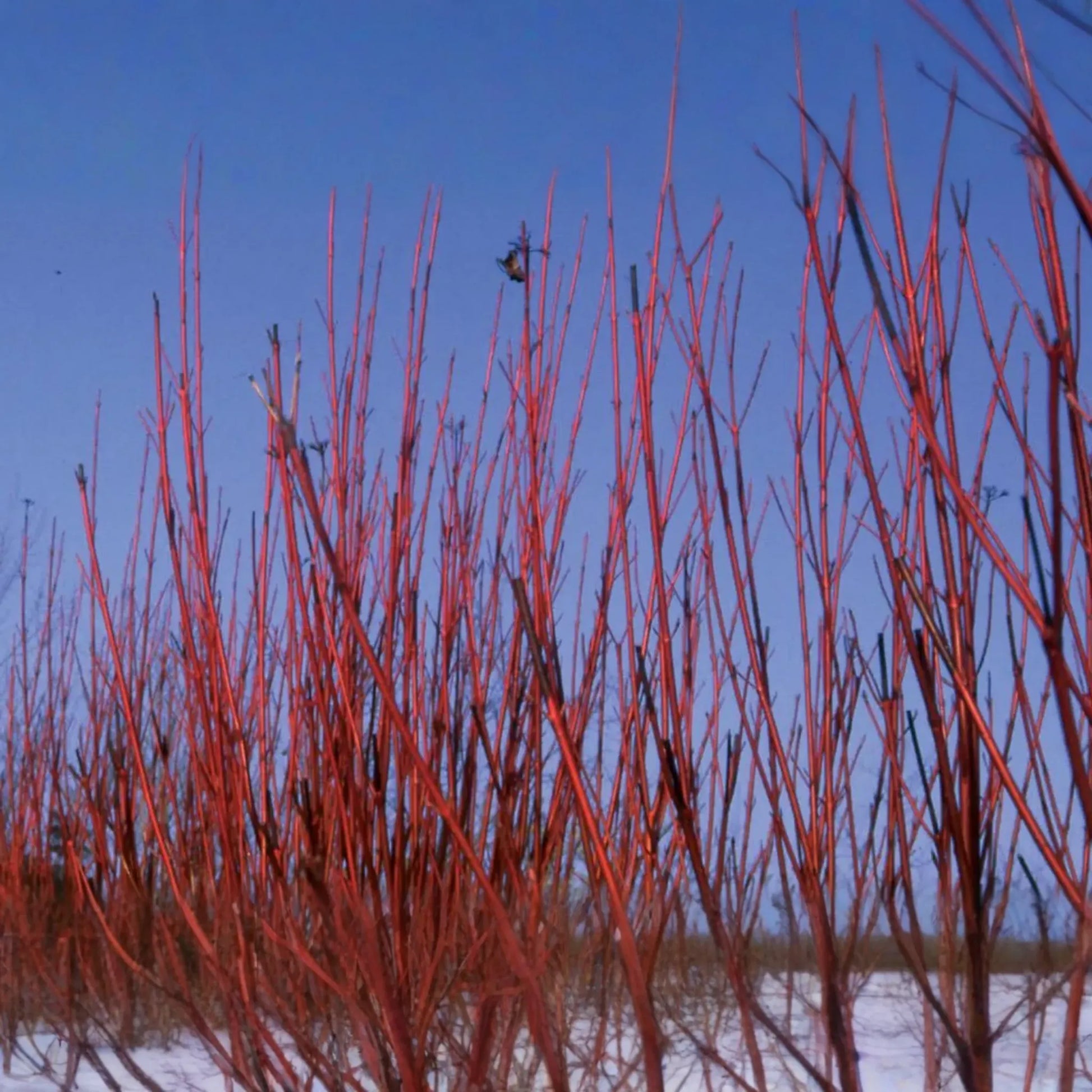 Red Osier Dogwood Cuttings | 12 Live Starter Plants | Native Shrub for Hedges, Wildlife, and Pollinators | Hardy Zones 2-7