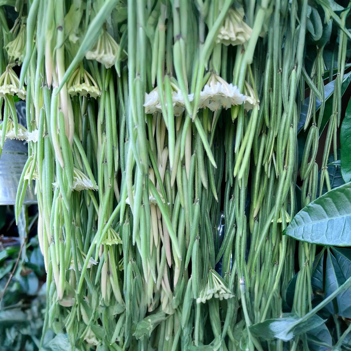 Hoya Linearis Starter Plant In 2 Inch Pot | Wax Plant Vine | Indoor/Outdoor Easy-Care Houseplant | Thrives in Low Light