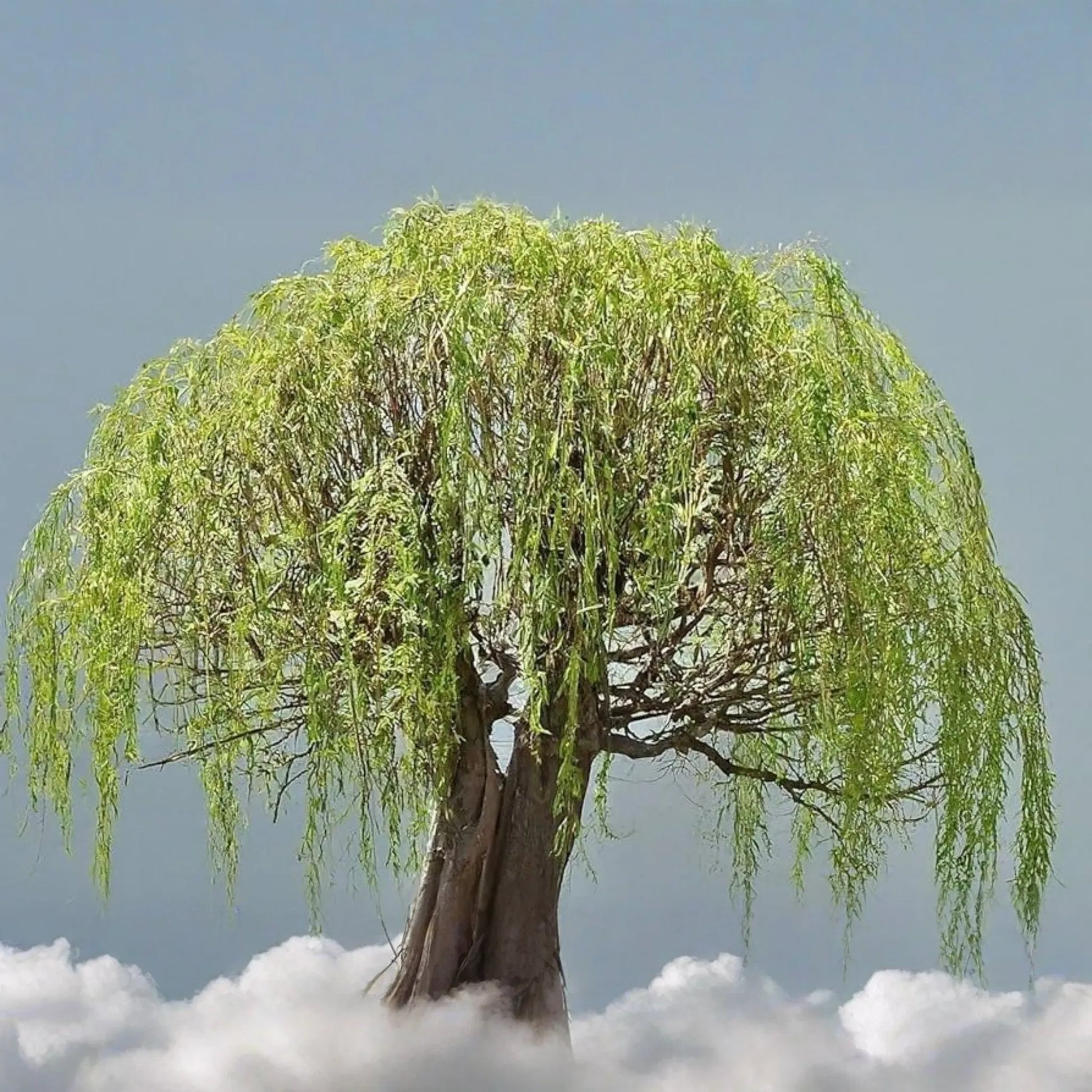 Green Weeping Willow Bonsai Tree Cutting | Thick Trunk | Fast Growing & Easy DIY Gift | Perfect for Beginners and Enthusiasts