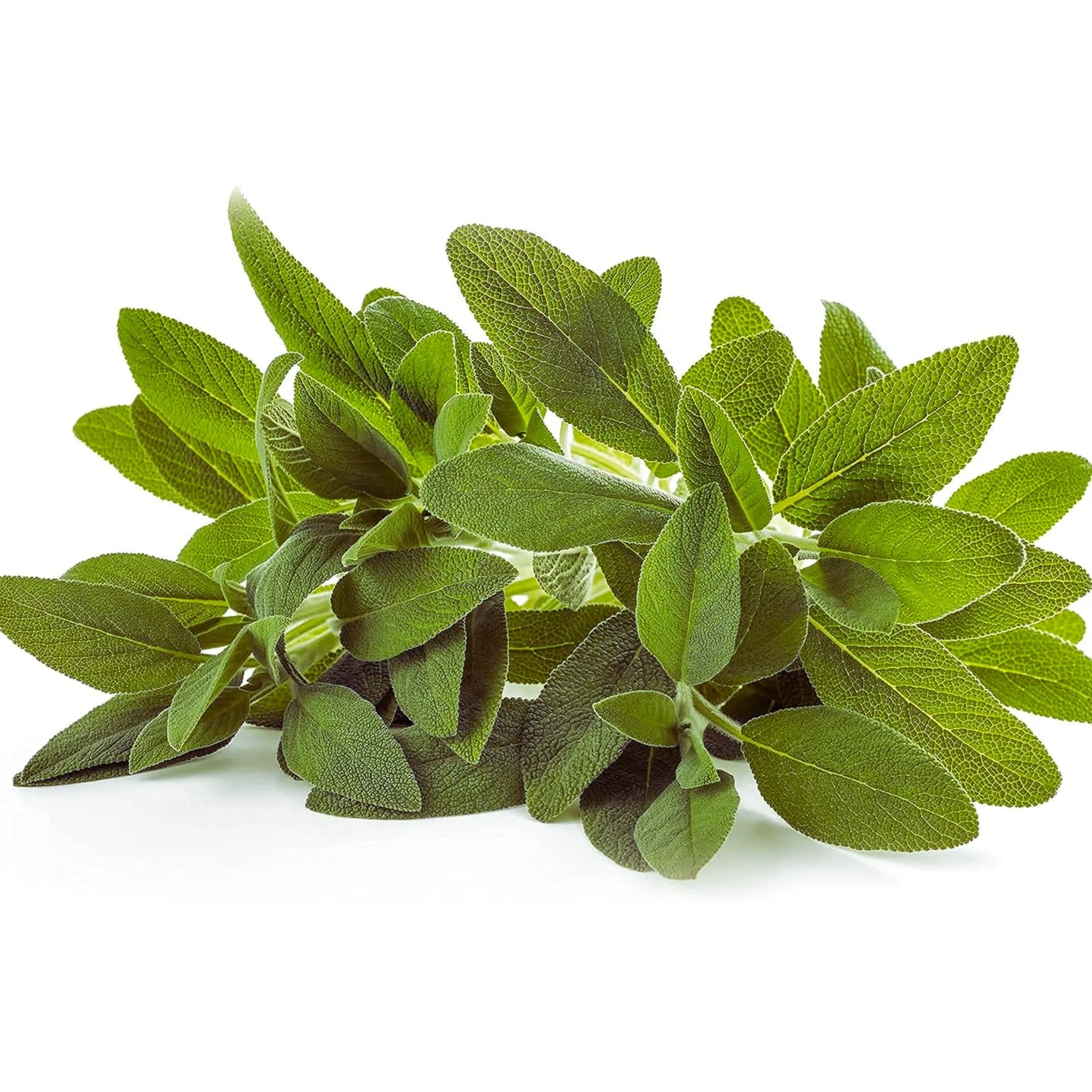 Sage Seeds for Planting | Non-GMO Heirloom Variety | Fresh Garden Seeds | Salvia officinalis