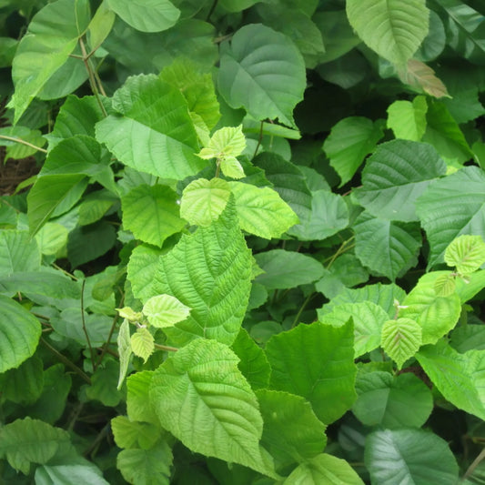 5 American Hazelnut Trees (Corylus Americana) 10-12" Bareroot - Nut-Producing Trees for Gardens & Wildlife, USDA Zones 4-9