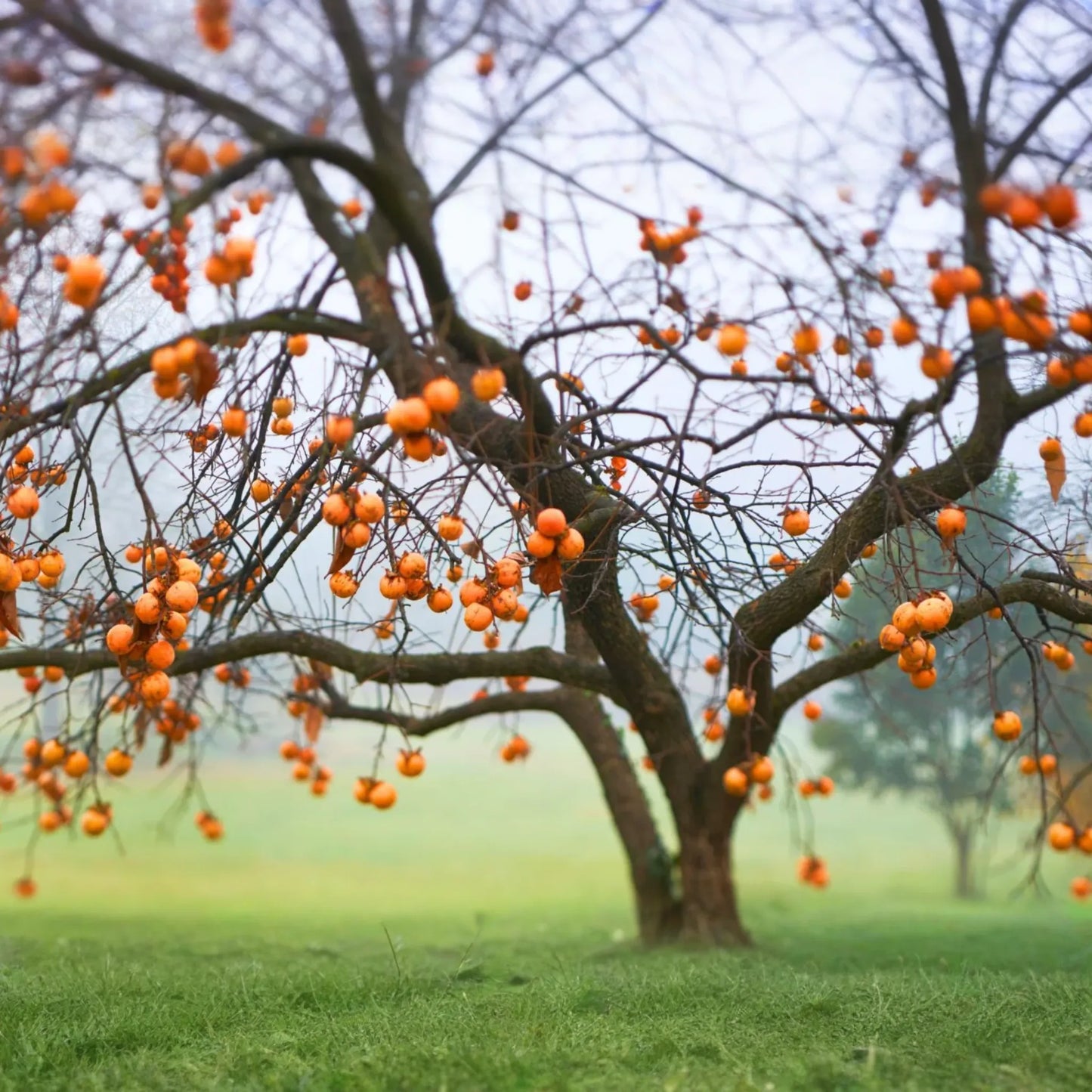 18"-24" American Persimmon Tree - Live Bare Root Plant - Diospyros Virginiana - Hardy Zones 3-8 - Delicious Deciduous Fruit Tree