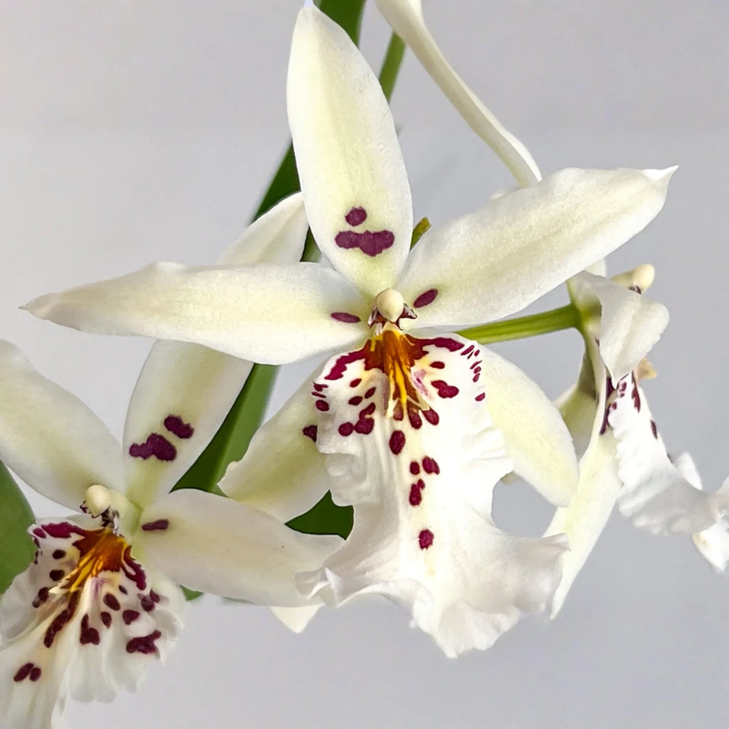 Winter Wonderland 'White Fairy' Orchid Dendrobium, Fragrant, 4-6" Bare Root Seedling