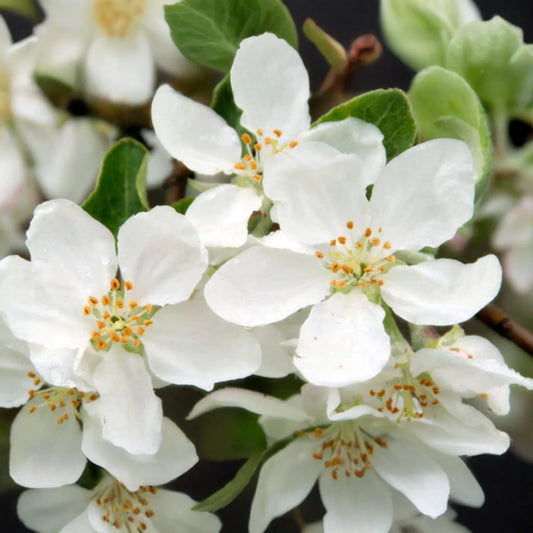 Roselow Sargent Crabapple Tree – Live Bare Root Plant Malus sargentii ‘Roselow,’ 10–12" Shipping Size