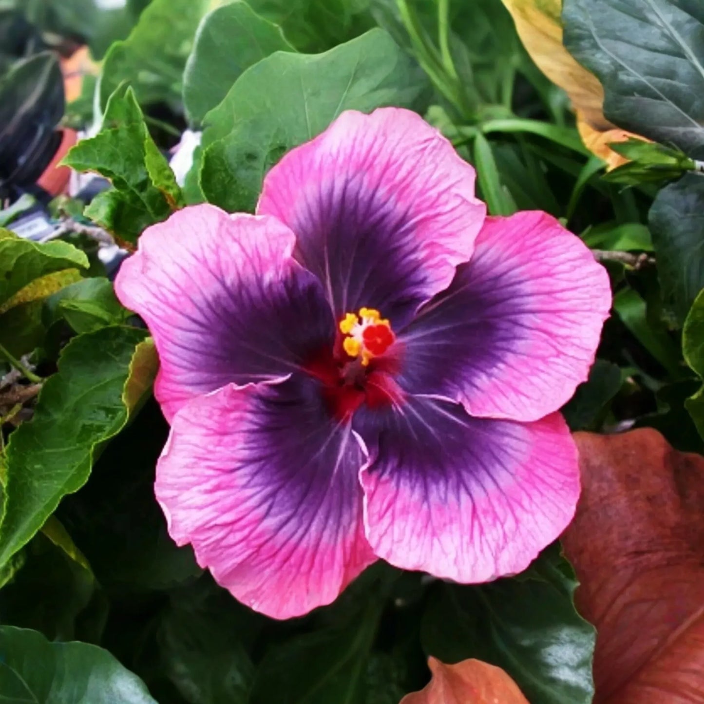 Madagascar Hibiscus Hibiscus Moscheutos Live Starter Plant 3-5 Inches, Mallow Malvaceae - Free US Shipping