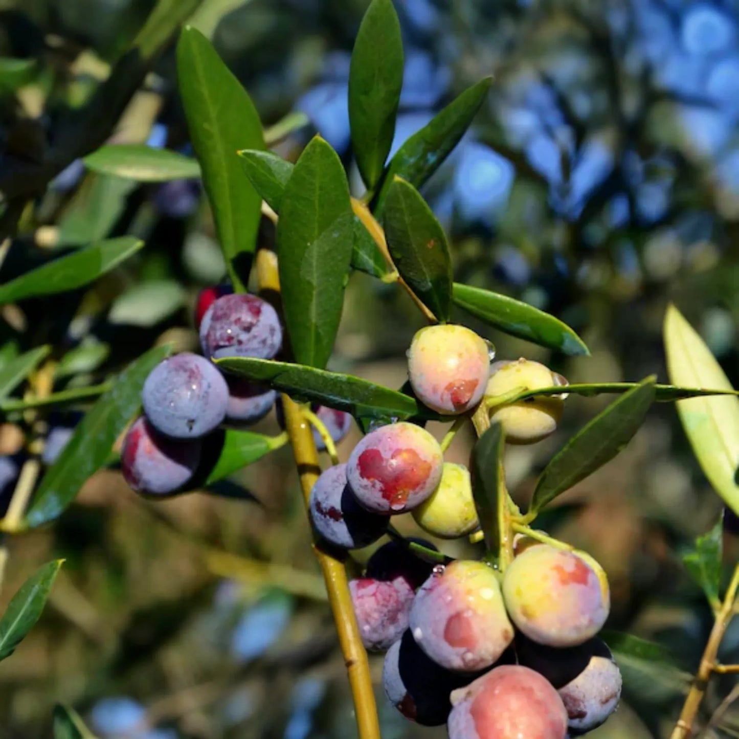 Arbequina Olive Tree (Olea europaea) - Live Plant Hardy Variety for Oils and Pickling Cold & Drought Tolerant 4"-8" Starter