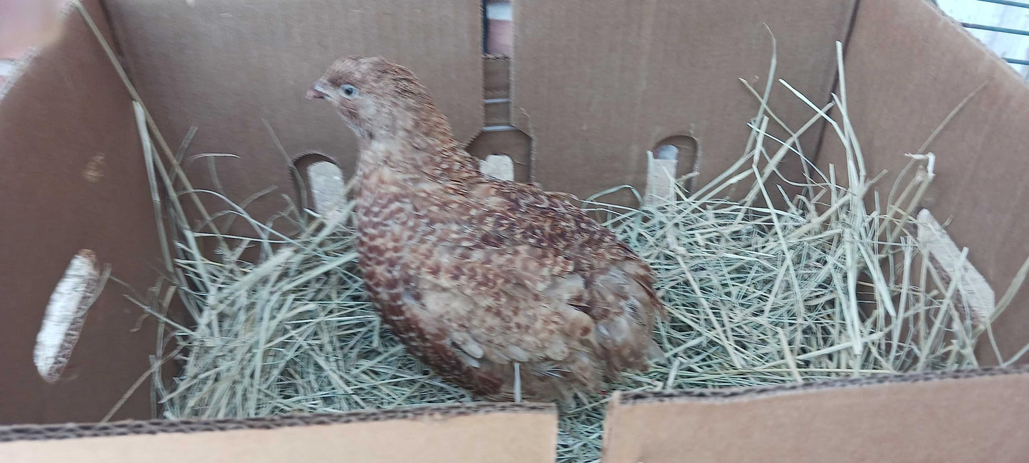 Red Range Coturnix Quail Hatching Eggs