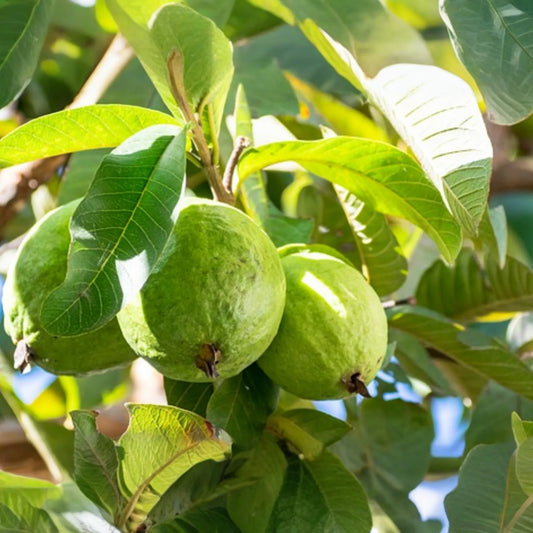 1 Mexican Guava (Psidium guajava) Live Fruit Tree - 1’-2’ Tall Sweet, Creamy Tropical Delight