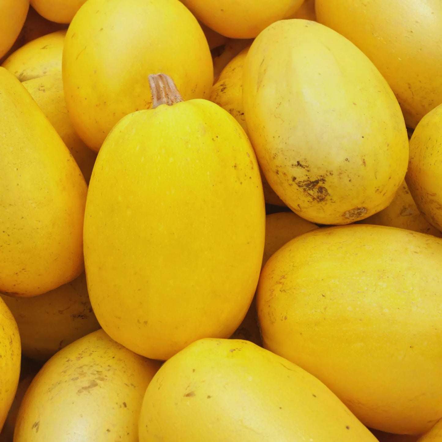 Spaghetti Squash Seeds | 25+ Non-GMO Heirloom Seeds | Cucurbita pepo