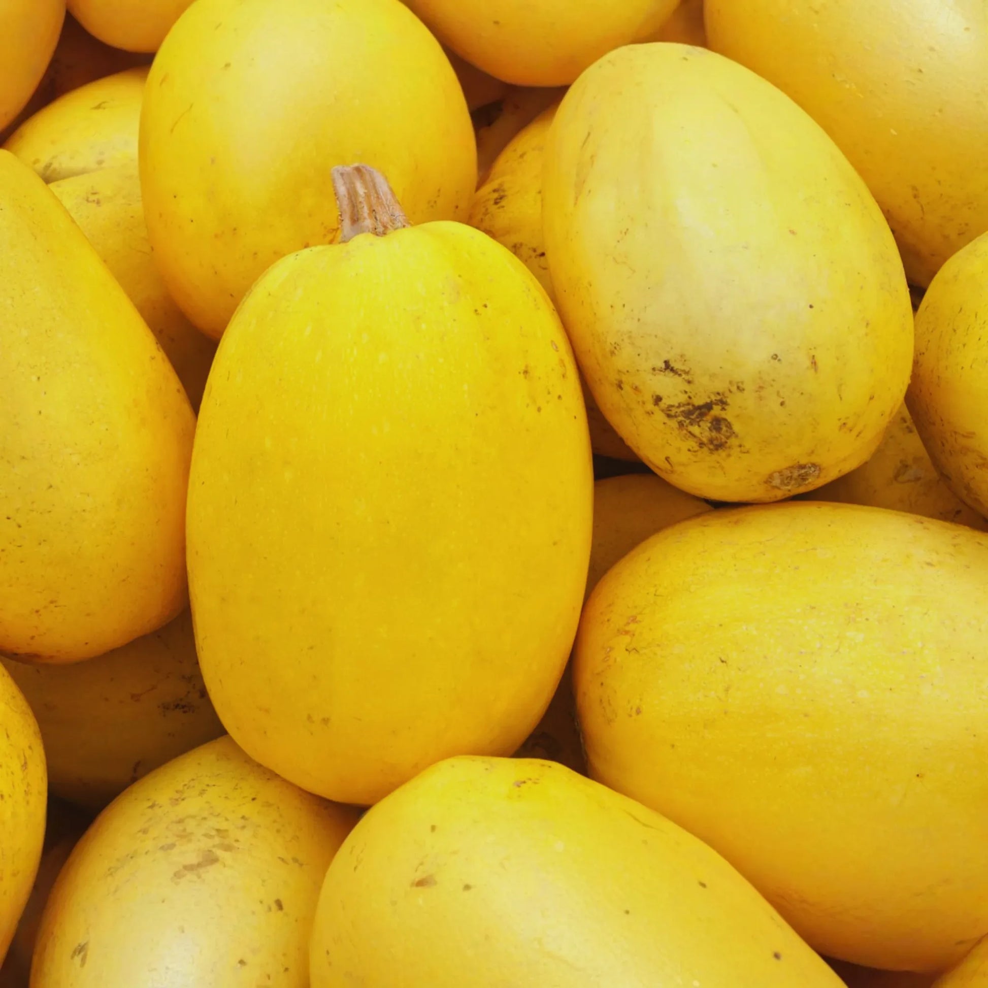 Spaghetti Squash Seeds | 25+ Non-GMO Heirloom Seeds | Cucurbita pepo