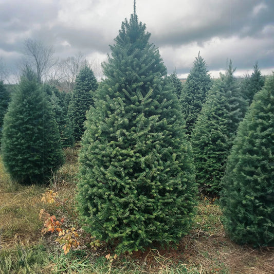 Real Christmas Trees Delivered 7 Foot Premium Balsam Fir Christmas Tree