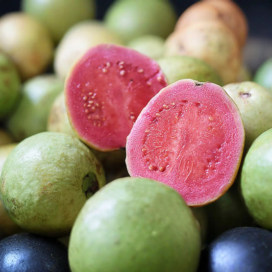 1 Indonesian Seedless Guava Tree (Psidium guajava) 1’-2’ Tall | Sweet & Juicy Seedless Guava Live Fruit Plant