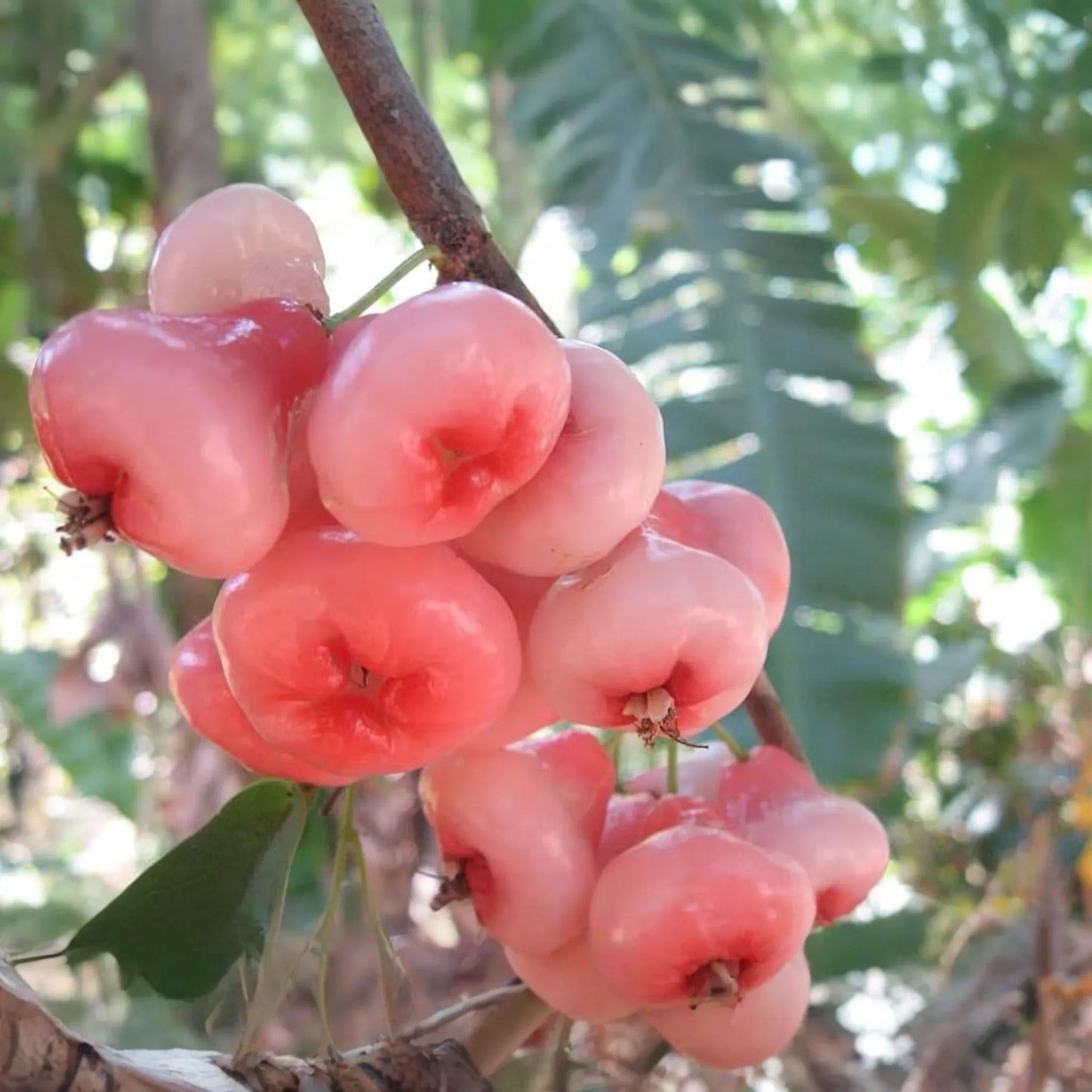 Rose Apple Tree (Syzygium jambos) Live Tropical Fruit Plant 12’-24’ Tall | Sweet, Crisp, Floral-Flavored Fruit