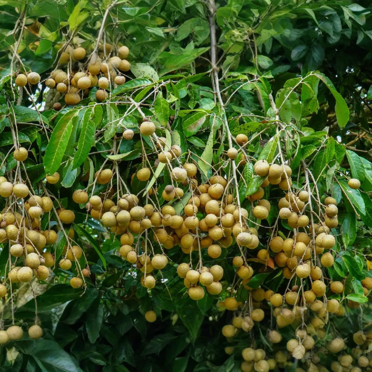Grafted Longan Tree (Dimocarpus longan) Tropical Fruit Tree 12"-24" | Sweet, Juicy Dragon's Eye Fruit