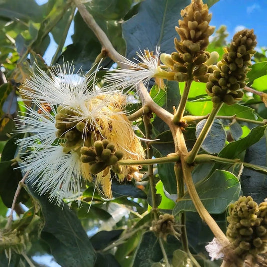Jumbo Ice Cream Bean Tree (Inga edulis) Live Tropical Fruit Tree 12"-24" | Guama Machete with Sweet Vanilla-Flavored Pods