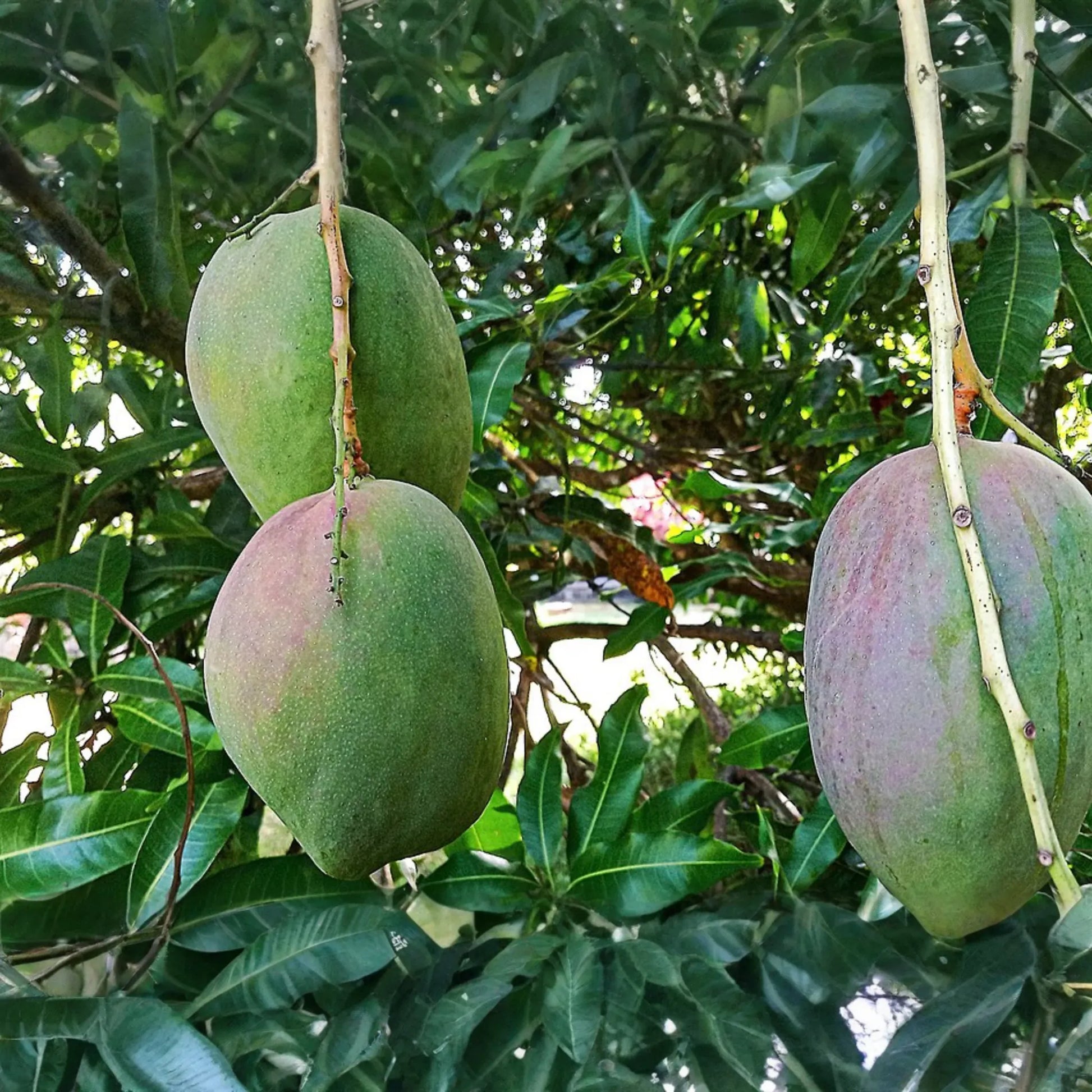 Julie Mango (Mangifera indica) Live Tree Seedling 1’-2’ | Tropical Fruit for Small Spaces | Sweet, Aromatic Mangoes