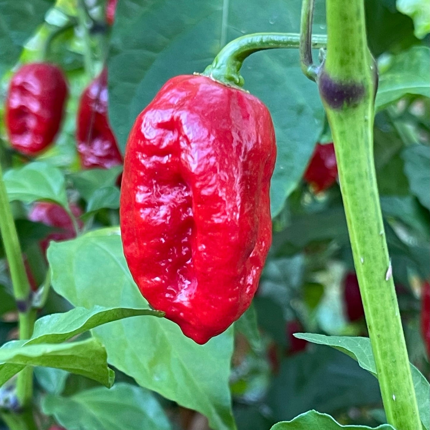 Trinidad Dog Chile - Seeds