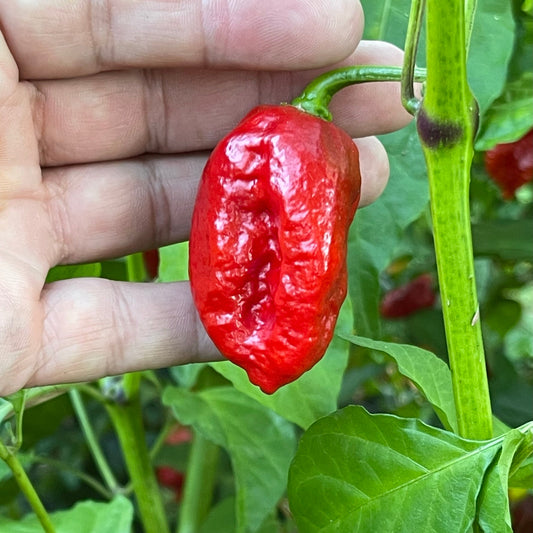 Trinidad Dog Chile - Seeds