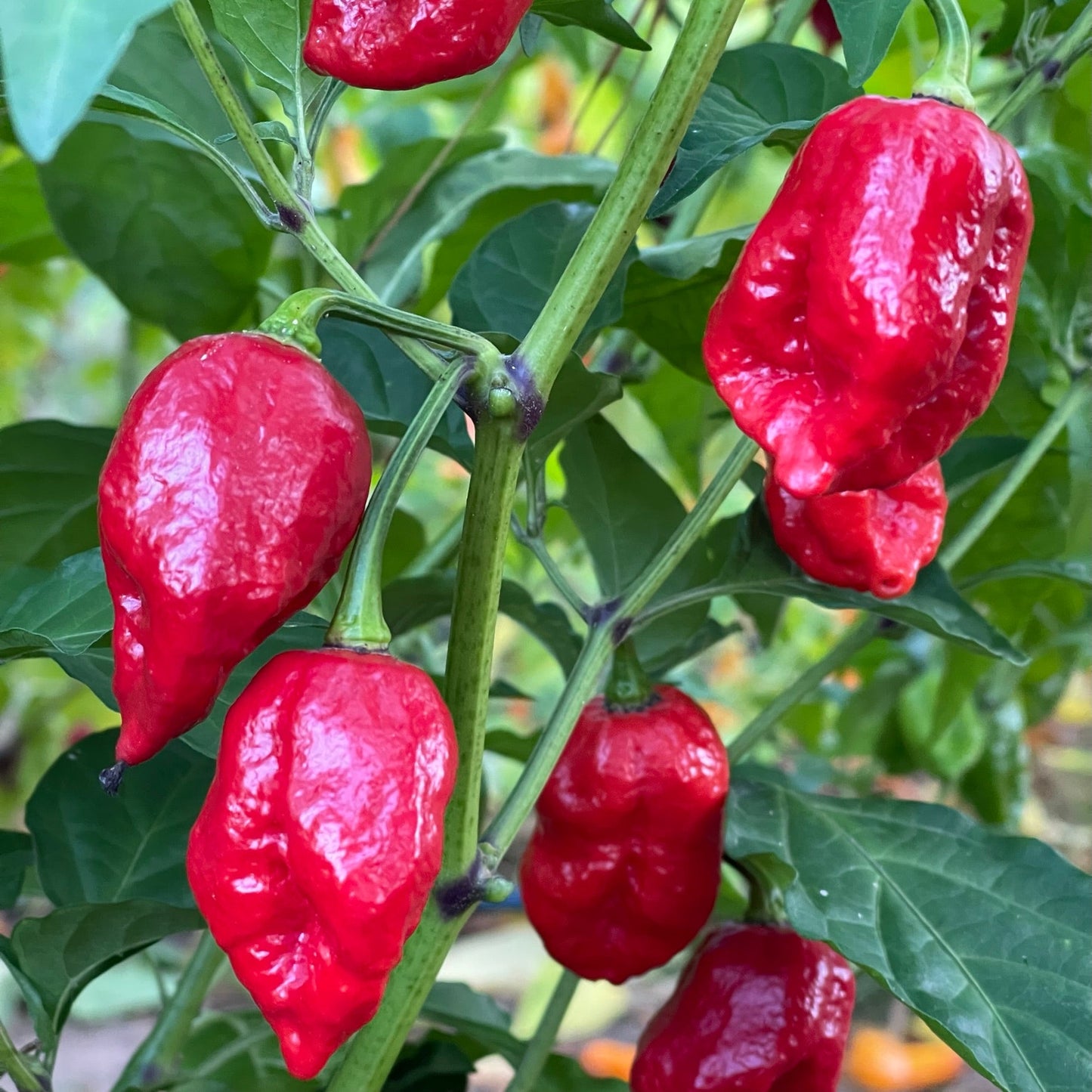 Trinidad Dog Chile - Seeds