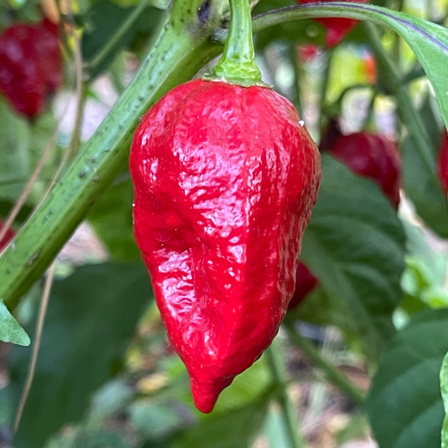 Trinidad Dog Chile - Seeds