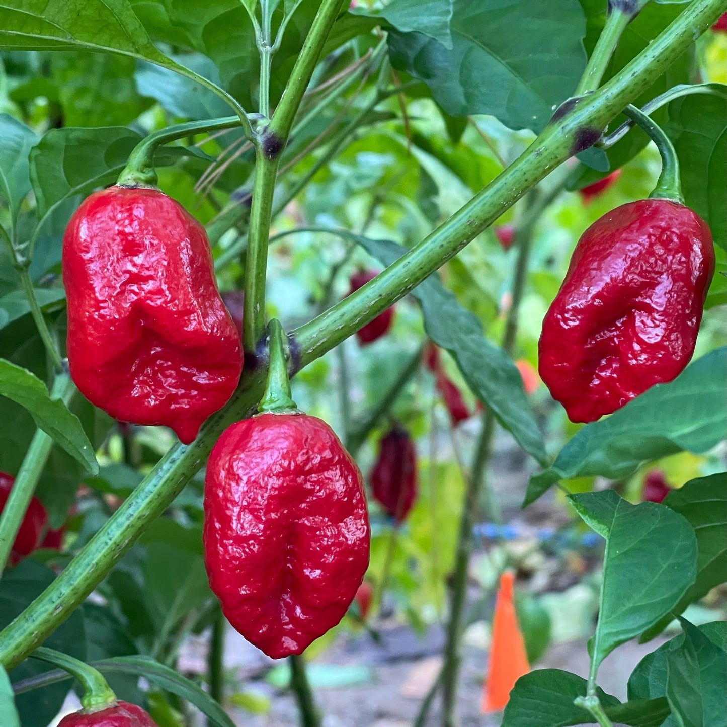 Trinidad Dog Chile - Seeds