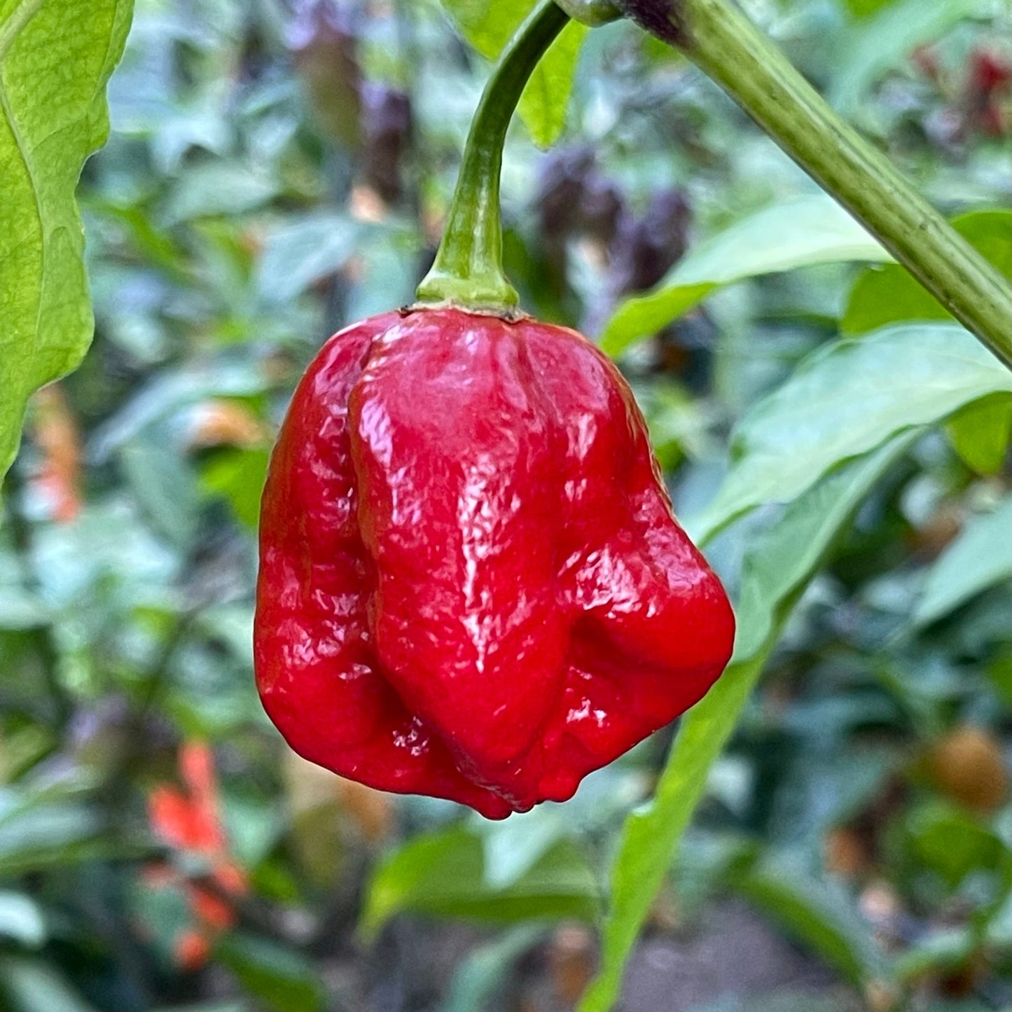 Trinidad Dog Chile - Seeds