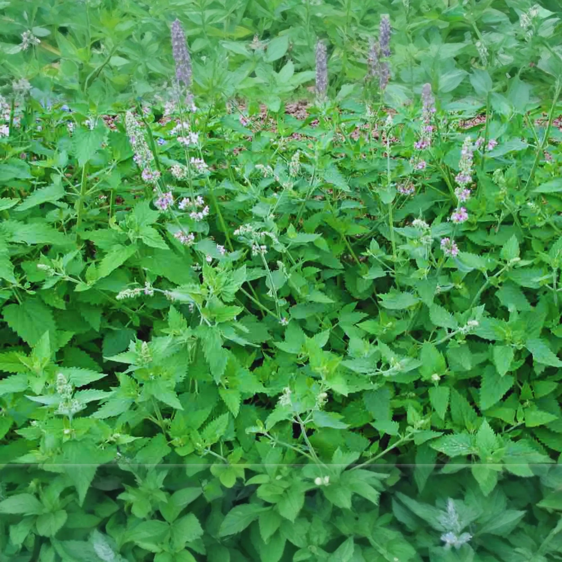 Catnip Seeds | Non-GMO Heirloom Catmint Seeds | Fresh Garden Seeds from USA | Nepeta cataria