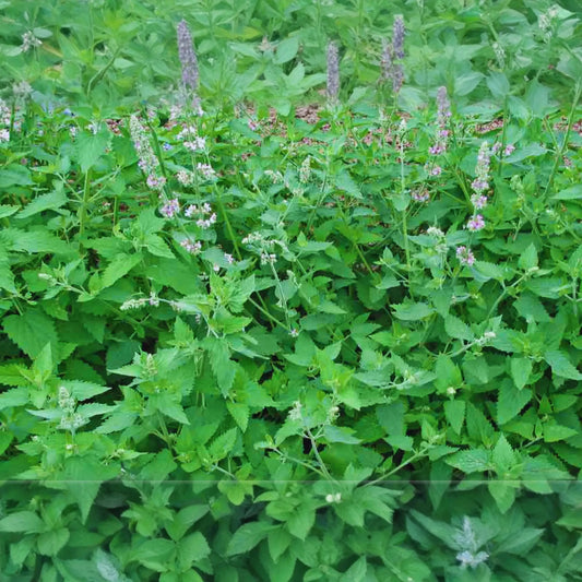 Catnip Seeds | Non-GMO Heirloom Catmint Seeds | Fresh Garden Seeds from USA | Nepeta cataria