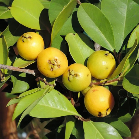 Strawberry Yellow Guava (Psidium littorale var. lucidum) 1’-2’ Live Tropical Tree | Sweet & Aromatic Fruit for Gardens