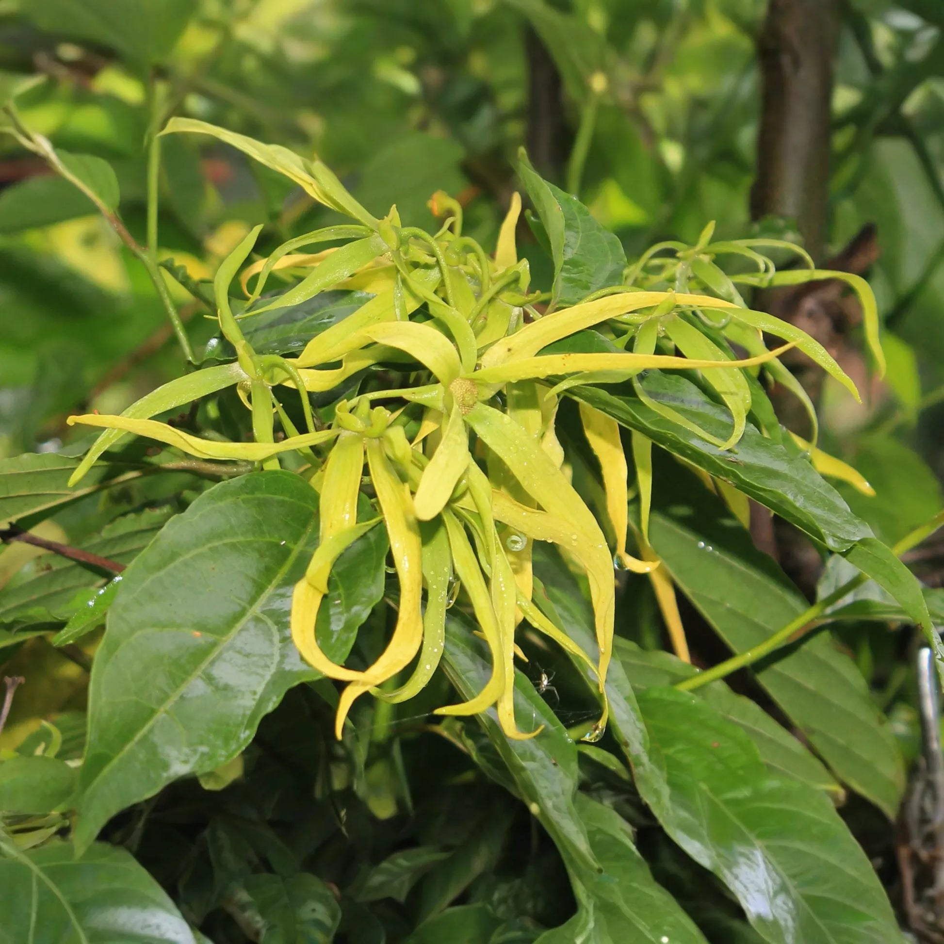 Ylang Ylang Live Tree (Cananga odorata) 1’-2’ Tall | Fragrant Tropical Beauty for Gardens | Aromatic Star-Shaped Flowers