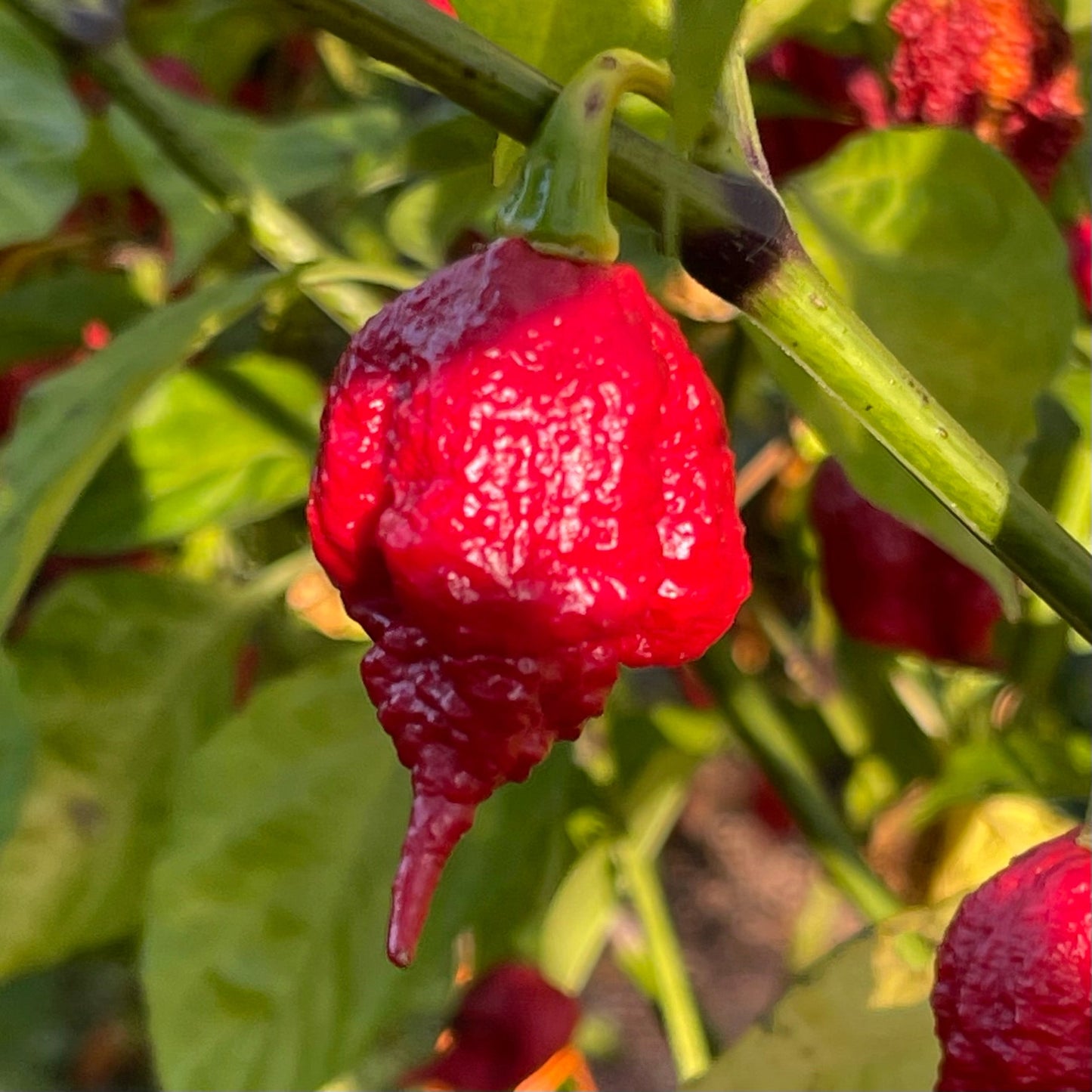 Reaper x SRTSL - Seeds