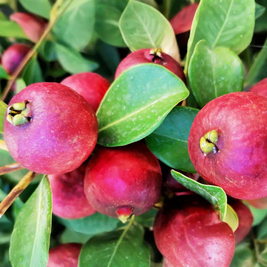 Strawberry Guava Tree 1′-2′ (Psidium cattleianum) - Live Tropical Fruit Tree | Sweet Aromatic Guava for Gardens and Containers